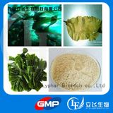 Natural Seaweed Kelp Extract Fucoidan