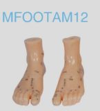 Foot Acunpuncture Model (Foodam12)