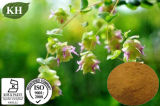 Kingherbs' 100% Natural Origanum Vulgare Extract Oregano Leaf Extract