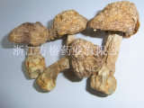 Agaricus Blazei Polysaccharide (ABM mushroom)