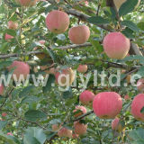New Crop Chinese Red FUJI Apple