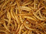 Micorwoven Dried Yellow Mealworm