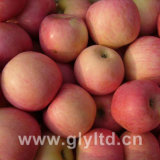 FUJI Apple (Qinguan apple, Huaniu apple)