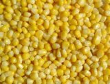 Export of High Quality IQF Corn (Single product)