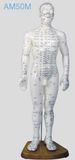 Acupuncture Human Model (AM50M)