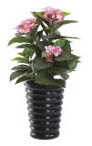 55cm Height 0130 Hydrangeas Bonsai (80 leaf 3 flowers)