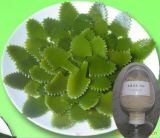 Good Service and Fast Delivery Kelp Seaweed Extract 40% CAS No: 3351-86-8