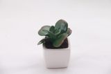 Bonsai