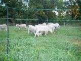 Competitive Price Sheep Fence Netting/Sheep Fence Netting