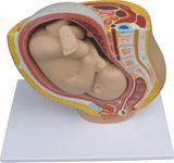 Human Female Pelvis Sectionmh09004