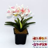 Artificial Potted Flower, Imitative Silk Orchid