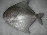 Frozen Pompano Fish Black Pomfret Fish Whole Body