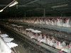 Chicken Cage