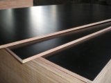 Black Film Faced Plywood / Construction Plywood