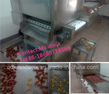 Fruit Pitting Machine/Fruit Pitter