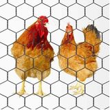 Chicken Wire Mesh