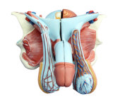 Male Genital Organ Model