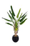 Artificial Plant