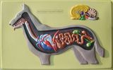 Embossed Anatomical Chart
