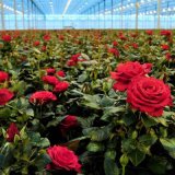 Essential Fertilizer for Rose