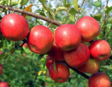 Fresh Sweet FUJI Apples