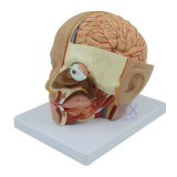 High Quality Human Head Brain Model