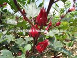 Dried Hibiscus Flowers