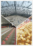 Prebabricated Steel Structure Designed Poultry Farm House