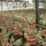 Automatic Poultry Farm Equipment for Breeder Management