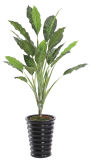 100cm Height 0134 Types Three Forks Every Green Tree----SGS Standard