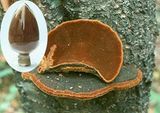 Phellinus Igniarius Extract