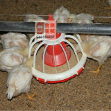 Poultry Project Package Solution Provider for Chicken Prodcution