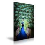 Beautiful Peacock Printed Painting for Wall Decoration