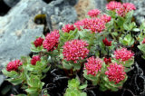 Supply Energy Suplyment Product of Natural Rhodiola Rosea Extract