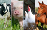 Feed Grade Lysine Animal Feed Additives Export