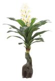 0018 Orchid Tree Export and Hot Selling----SGS Standard