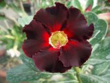 Adenium Obesum Desert Rose - Very Black Petal