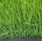 Artificial Grass