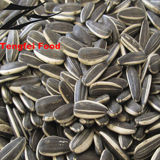 Sunflower Seeds 5009 (24/64 270-290PCS/50G)