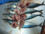 Blue Mackerel Fish (200-300g)