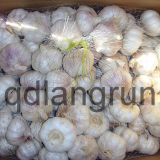 Normal White Garlic 4.5-6.5cm