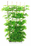 Artificial Boxwood Hedge with Leaves 0625