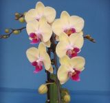 Phalaenopsis (Orchid) (2367)