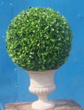 Boxwood Ball