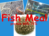 Fish Meal From Anchovy for Animal Feed