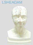 Life-Size Head Acupuncture Model