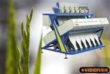 Thailand Fragrant Rice Color Sorting Machinery