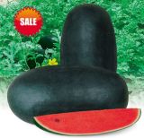 Black Baby watermelon Seed