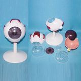 5 Times Enlarged Eyeball Medical Anatomic Model