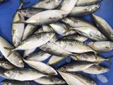 New Catching Fish Indian Mackerel